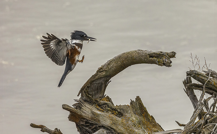 Alaska Bird carrying a small fish lands on driftwood at the water s edge  Alaska, United States of America, by Phil Pringle   Design Pics