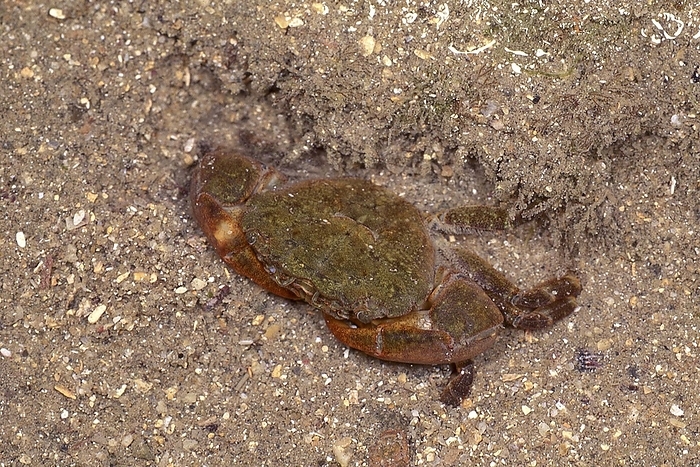 Japanese freshwater crab  Geothelphusa dehaani  A common species found on rocky shores. Sometimes distributed as bait for fishing.