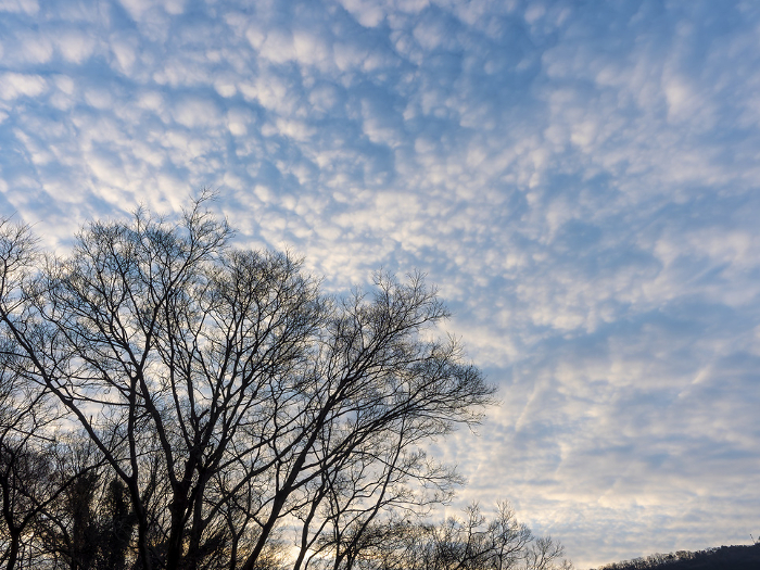 Early morning sky with scaly clouds and trees