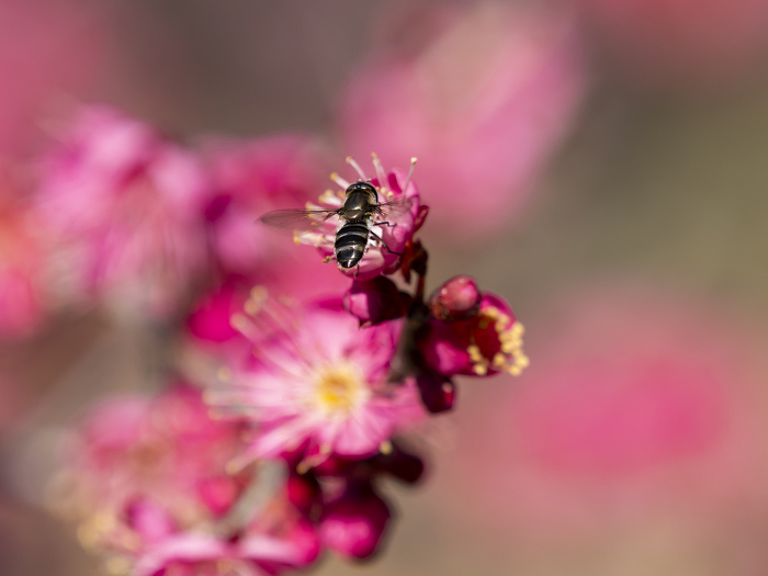 Leafhoppers perching on plum blossoms