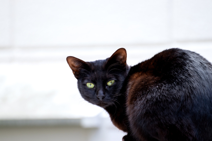 Black stray cat looking back