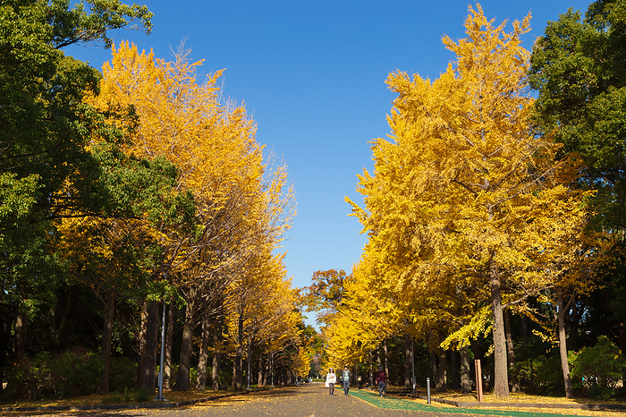 Ginkgo trees in Tokorozawa Aviation Memorial Park Tokorozawa City, Saitama Prefecture