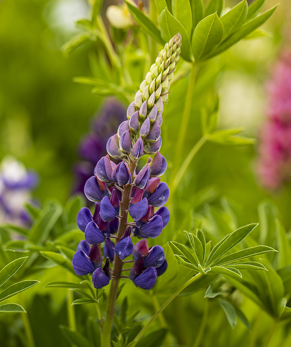 Lupin  Lupinus  Legendary Blue Shades   flowers Lupin  Lupinus  Legendary Blue Shades   flowers, by IAN GOWLAND SCIENCE PHOTO LIBRARY