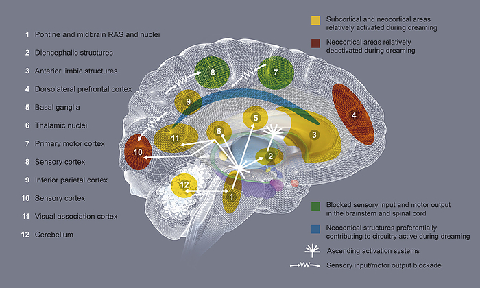 Brain activity during REM sleep, illustration Brain activity during rapid eye movement  REM  sleep, illustration. During REM sleep the thalamus is active, sending the cortex images, sounds, and other sensations form dreams. During REM sleep, the activation is as intense as it is in waking., by FERNANDO DA CUNHA SCIENCE PHOTO LIBRARY
