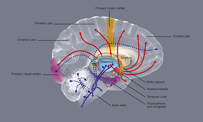 Brain activity during REM sleep, illustration Brain activity during rapid eye movement  REM  sleep, illustration. During REM sleep the thalamus is active, sending the cortex images, sounds, and other sensations form dreams. During REM sleep, the activation is as intense as it is in waking., by FERNANDO DA CUNHA SCIENCE PHOTO LIBRARY