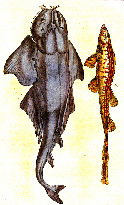 Bamboo shark and angelshark, 19th century illustration Illustration of a slender bamboo shark  Squalus denticulatus, now Chiloscyllium indicum, left  and an angelshark  Squalus squatina, now Squatina squatina, right . From  Natural History of Oviparous Quadrupeds, Snakes, Fishes and Crustaceans  by Lacepede, Paris, 1830., by COLLECTION ABECASIS SCIENCE PHOTO LIBRARY