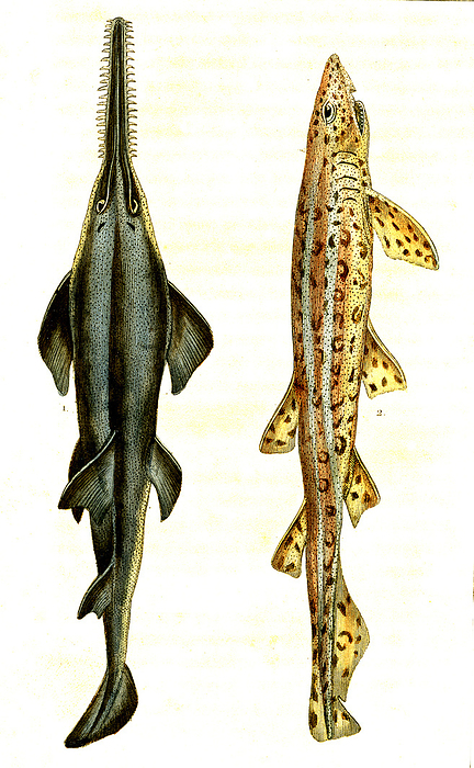 Sawfish and catshark, 19th century illustration Illustration of a largetooth sawfish  Squalus pristis, now Pristis microdon, left  and a small spotted catshark  Squalus canicula, now Scyliorhinus canicula,right . From  Natural History of Oviparous Quadrupeds, Snakes, Fishes and Crustaceans  by Lacepede, Paris, 1830., by COLLECTION ABECASIS SCIENCE PHOTO LIBRARY