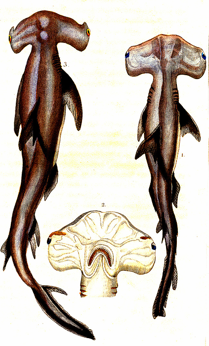 Hammerhead sharks, 19th century illustration Illustration of three hammerhead sharks, including Squalus zygoegena  bottom  and Squalus tiburo  right . From  Natural History of Oviparous Quadrupeds, Snakes, Fishes and Crustaceans  by Lacepede, Paris, 1830., by COLLECTION ABECASIS SCIENCE PHOTO LIBRARY