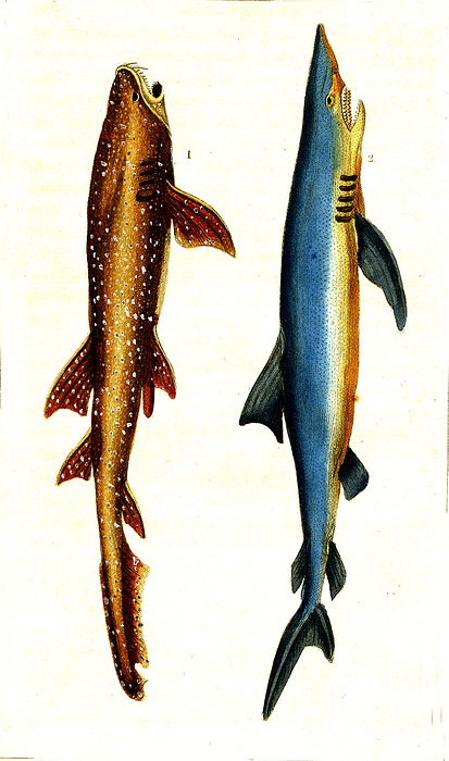 Nurse shark and blue shark, 19th century illustration Illustration of a nurse shark  Squalus punctulatus, now Ginglymostoma cirratum, left  and a blue shark  Squalus glaucus, now Prionace glauca, right . From  Natural History of Oviparous Quadrupeds, Snakes, Fishes and Crustaceans  by Lacepede, Paris, 1830., by COLLECTION ABECASIS SCIENCE PHOTO LIBRARY