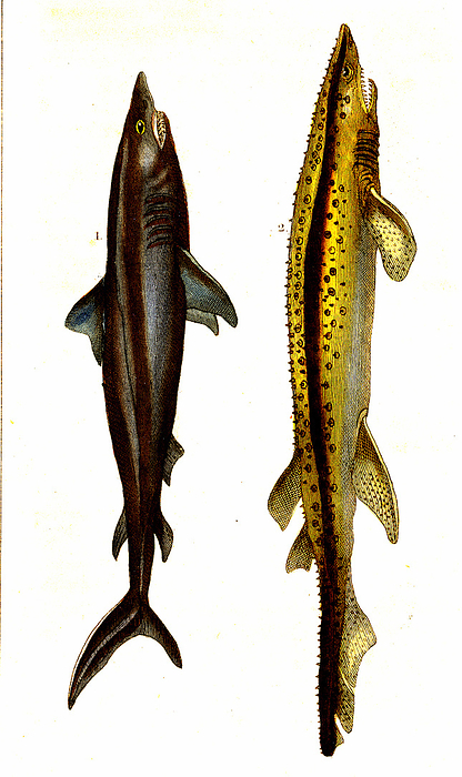 Porbeagle shark and bramble shark, 19th century illustration Illustration of a porbeagle shark  Squalus cornobicus, now Lamna nasus, left  and a bramble shark  Squalus spinosus, now Echinorhinus brucus, right . From  Natural History of Oviparous Quadrupeds, Snakes, Fishes and Crustaceans  by Lacepede, Paris, 1830., by COLLECTION ABECASIS SCIENCE PHOTO LIBRARY
