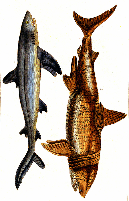 Sharks, 19th century illustration Illustration of a great white shark  Squalus carcharias, now Carcharodon carcharias, left  and Squalus ichtyodontus  right . From  Natural History of Oviparous Quadrupeds, Snakes, Fishes and Crustaceans  by Lacepede, Paris, 1830., by COLLECTION ABECASIS SCIENCE PHOTO LIBRARY