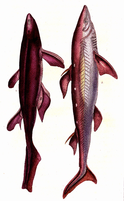 Kitefin shark and spiny dogfish, 19th century illustration Illustration of a kitefin shark  Squalus americanus, now Dalatias licha, left  and a spiny dogfish  Squalus acanthias, right . From  Natural History of Oviparous Quadrupeds, Snakes, Fishes and Crustaceans  by Lacepede, Paris, 1830., by COLLECTION ABECASIS SCIENCE PHOTO LIBRARY