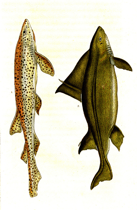 Catshark and roughshark, 19th century illustration Illustration of a small spotted catshark  Squalus catulus, now Scyliorhinus canicula, left  and an angular roughshark  Squalus centrina, now Oxynotus centrina, right . From  Natural History of Oviparous Quadrupeds, Snakes, Fishes and Crustaceans  by Lacepede, Paris, 1830., by COLLECTION ABECASIS SCIENCE PHOTO LIBRARY