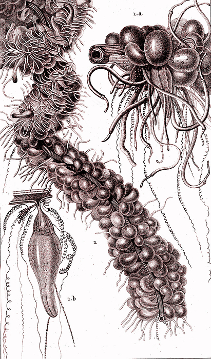 Cnidarian. 19th century illustration Illustration of a cnidarian aquatic organism. From  Dictionary of Natural sciences and Zoology , published by FG Levrault, Paris, 1830., by COLLECTION ABECASIS SCIENCE PHOTO LIBRARY
