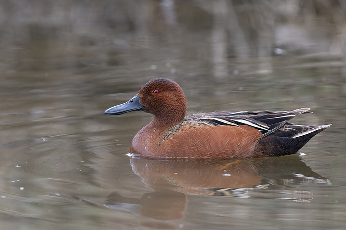 Cinnamon teal on water Cinnamon teal  Spatula cyanoptera  on water. This is a species of duck native to the Americas. Males have bright reddish plumage on the male and females have duller brown plumage. Photographed in Yellowstone National Park, Wyoming, USA., by DR P. MARAZZI SCIENCE PHOTO LIBRARY
