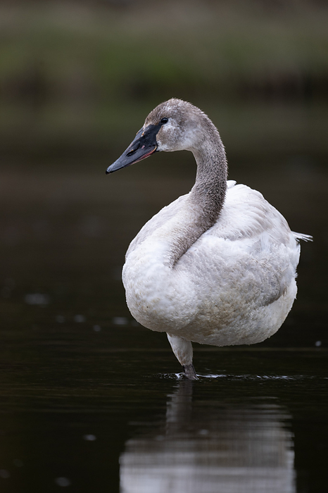 Trumpeter swan Trumpeter swan  Cygnus buccinator . These swans are impressively large   males weigh on average around 12 kilograms, making them North America s heaviest flying bird. Photographed in Yellowstone National Park, Wyoming, USA., by DR P. MARAZZI SCIENCE PHOTO LIBRARY