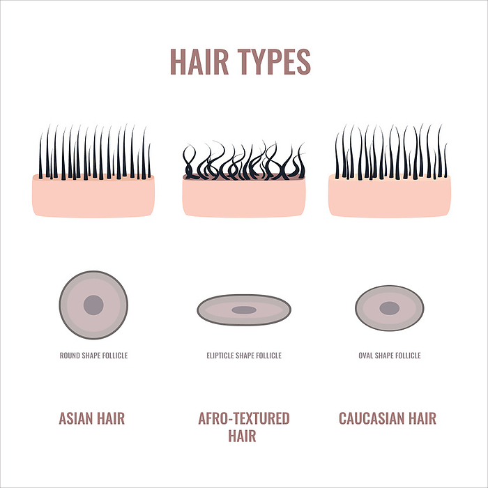 Hair types, conceptual illustration Hair types, conceptual illustration., by ART4STOCK SCIENCE PHOTO LIBRARY