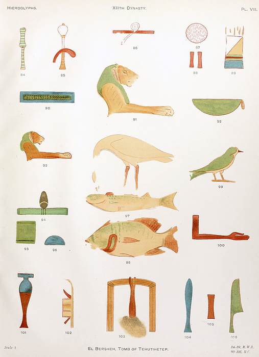 Hieroglyphs from El Bersheh, Tomb of Tehutihetep, illustration Hieroglyphs from El Bersheh, Tomb of Tehutihetep. XIIth Dynasty. From  A collection of hieroglyphs : a contribution to the history of Egyptian writing  by Francis Llewellyn Griffith. Egypt Exploration Fund Publication date 1898., by PHOTOSTOCK ISRAEL SCIENCE PHOTO LIBRARY