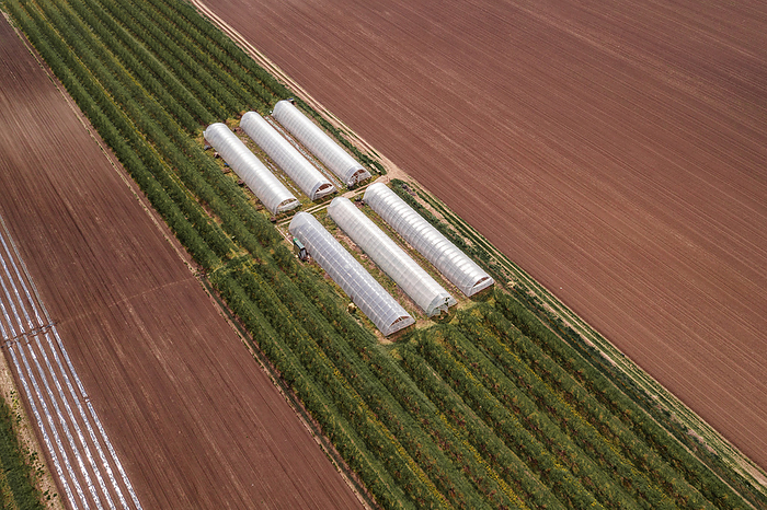 Aerial view of cultivated field with plastic greenhouse Aerial view of cultivated field with plastic greenhouse., by IGOR STEVANOVIC   SCIENCE PHOTO LIBRARY