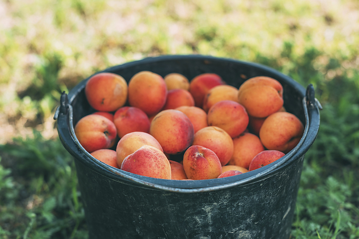 Ripe apricots Ripe apricots., by IGOR STEVANOVIC   SCIENCE PHOTO LIBRARY