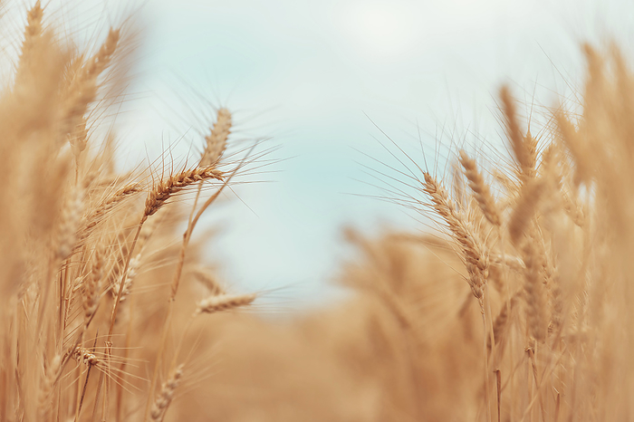 Ripe wheat crop Ripe wheat crop., by IGOR STEVANOVIC   SCIENCE PHOTO LIBRARY
