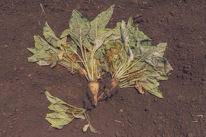 Harvested sugar beet crop Harvested sugar beet crop., by IGOR STEVANOVIC   SCIENCE PHOTO LIBRARY