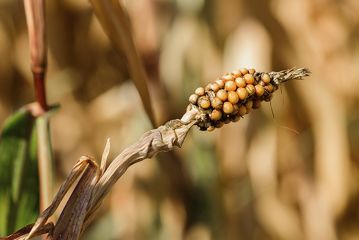 Damaged ear of corn Damaged ear of corn., by IGOR STEVANOVIC   SCIENCE PHOTO LIBRARY