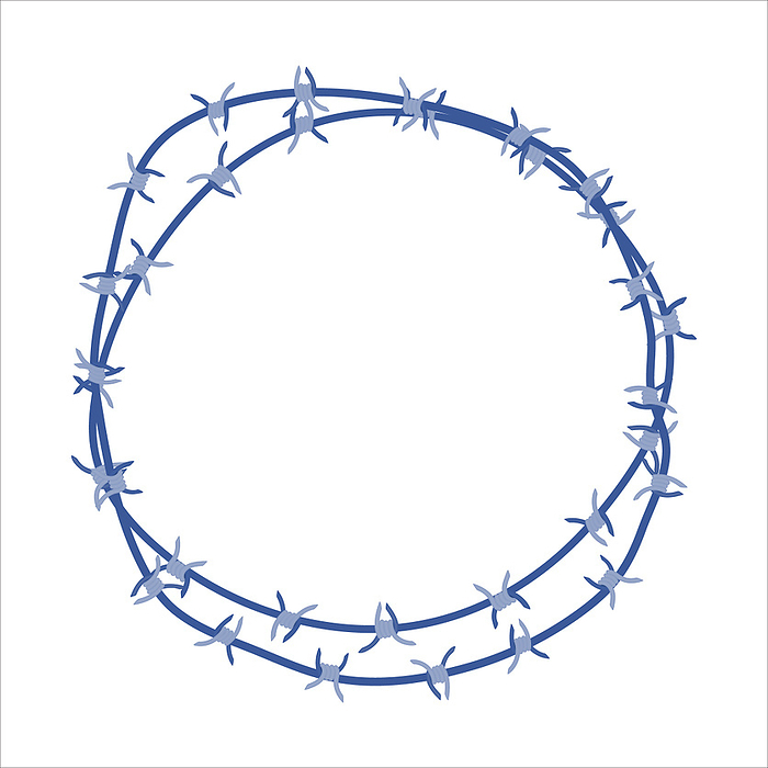 Barbed wire, conceptual illustration Barbed wire, conceptual illustration., by ART4STOCK SCIENCE PHOTO LIBRARY