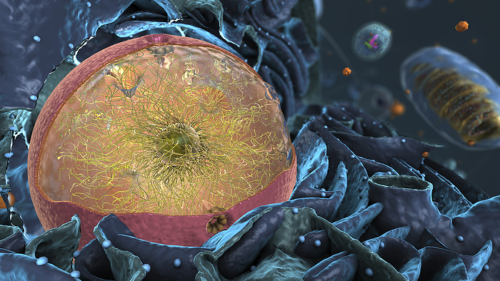 Nucleus, illustration Nucleus, illustration., by CHRISTOPH BURGSTEDT SCIENCE PHOTO LIBRARY