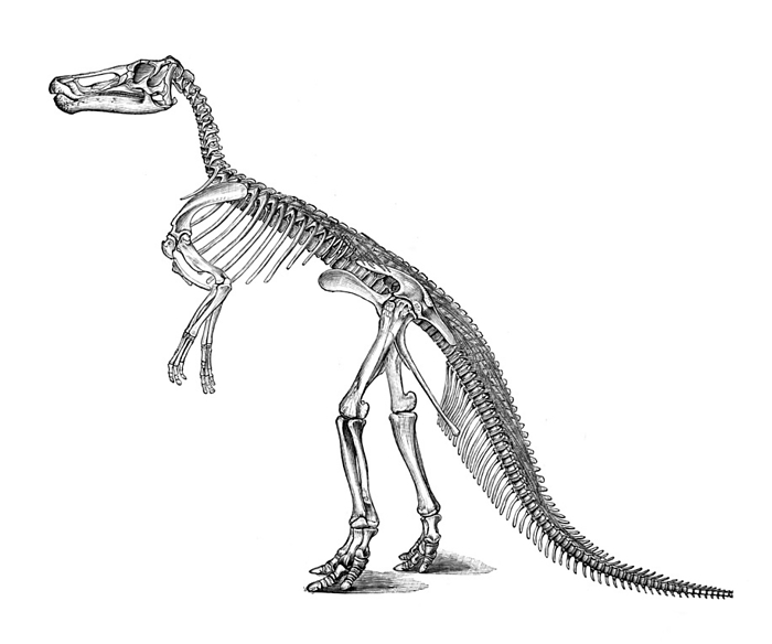 Claosaur skeleton, illustration Claosaur skeleton. Illustration from  The royal natural history  edited by Richard Lydekker, Volume V, 1896., by PHOTOSTOCK ISRAEL SCIENCE PHOTO LIBRARY
