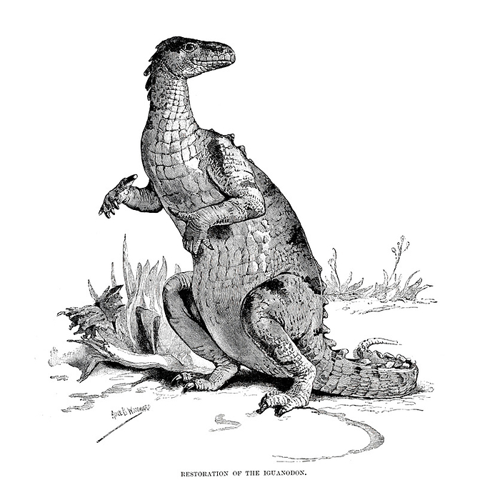 Iguanodon, illustration Iguanodon. Illustration from  The royal natural history  edited by Richard Lydekker, Volume V, 1896., by PHOTOSTOCK ISRAEL SCIENCE PHOTO LIBRARY