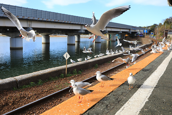 Eureka gulls gather at Sakume Station, Lake Hamana, Shizuoka Pref.