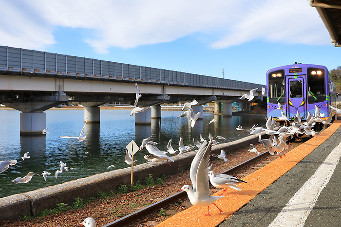 Tenryu Hamanako Railway Train and Eurasian Gulls Shizuoka Pref.
