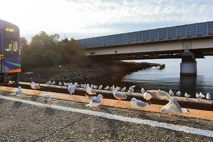 Eureka gulls gather at Sakume Station, Lake Hamana, Shizuoka Pref.