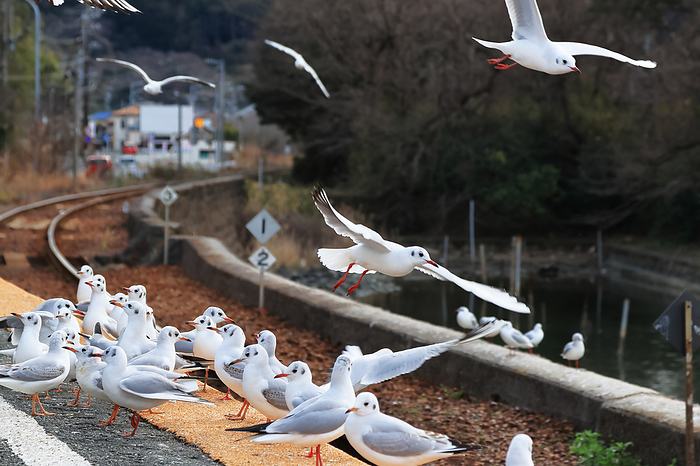 Eureka Gulls at Sakume Station, Lake Hamana, Shizuoka Pref.