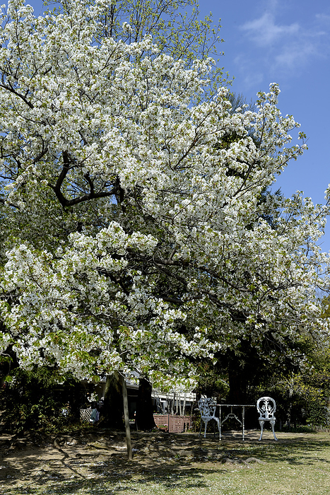 Nishinomiya City/Kitayama Ryokka Botanical Garden, weeping cherry blossoms in full bloom