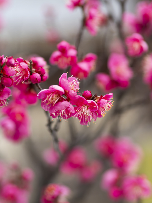 Small red plum blossoms