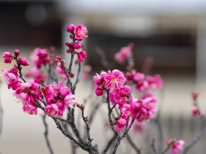 Small red plum blossoms