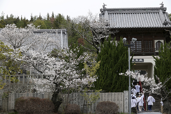 Cherry blossoms and pilgrims at No. 7 Jurakuji Temple Cherry blossoms and pilgrimage to No. 7 Jurakuji Temple 88 sacred places in Shikoku