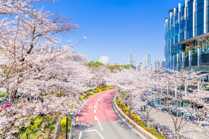 Cherry blossom trees in Tokyo Midtown
