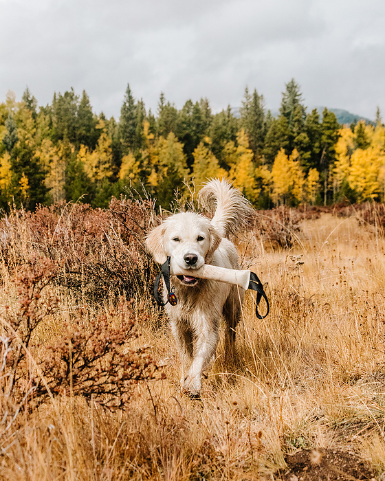 Golden Retriever Playing with a Toy in Colorado in the Fall Aspens, by Cavan Images / Charlotte Lehman