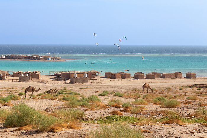 Camels and kitesurfers in clear water beach as background, Dahab, by Cavan Images / Marco Rof