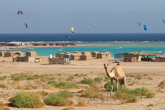 Camel and kitesurfers in clear water beach as background, Dahab, by Cavan Images / Marco Rof