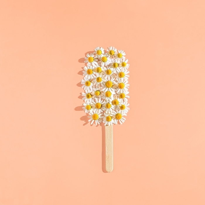 Healthy concept. Ice cream made from daisies. Color 2024.  Peach Fuzz., by Cavan Images / Galigrafiya
