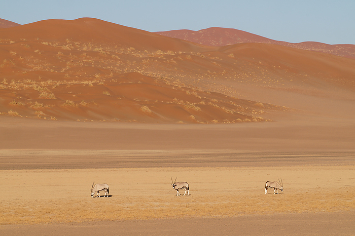 Oryx survive in the dunes of the Namib desert, by Cavan Images / Michael Haring
