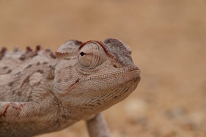 a Namaqua Chameleon survives in the Dorob Wildlife Preserve, by Cavan Images / Michael Haring