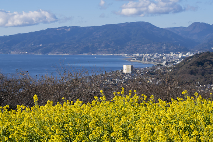 Rape blossoms and Sagami Bay, Kanagawa Prefecture