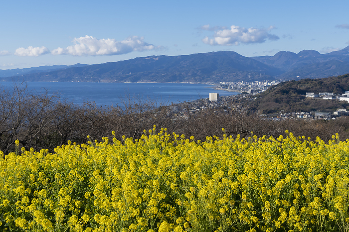 Rape blossoms and Sagami Bay, Kanagawa Prefecture