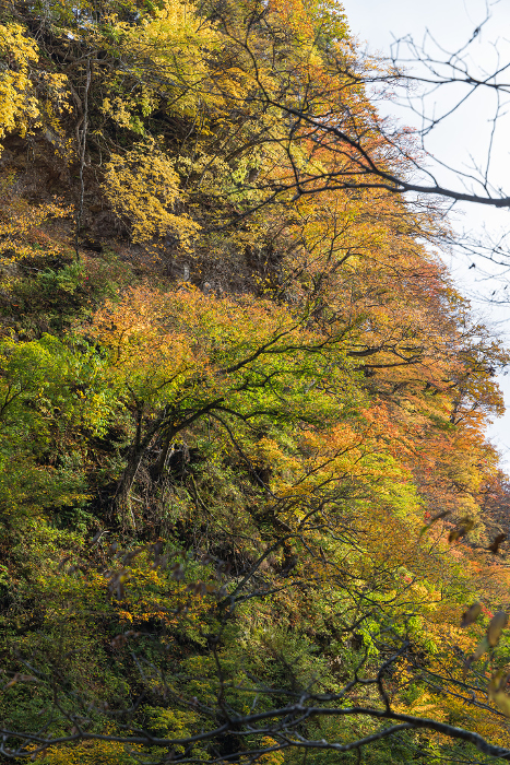 Autumn leaves at Koan Gorge, Yuzawa City, Akita Prefecture, Japan