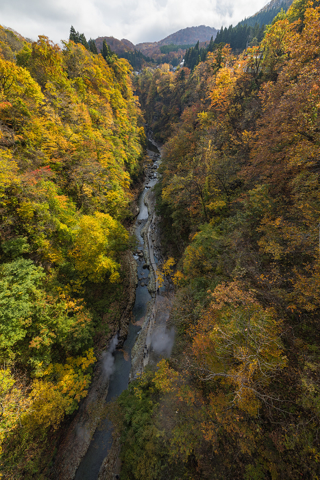 Autumn colored trees viewed from Kawarayu Bridge at Koan Gorge in Yuzawa, Akita, Japan